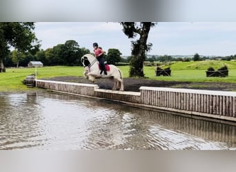 Cob, Mare, 6 years, 15,2 hh, Tobiano-all-colors