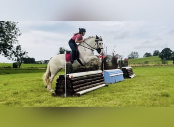 Cob, Mare, 6 years, 15,2 hh, Tobiano-all-colors