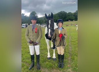 Cob, Mare, 6 years, 15,3 hh, Overo-all-colors