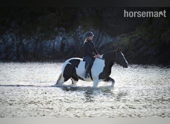 Cob, Mare, 6 years, 15,3 hh, Overo-all-colors