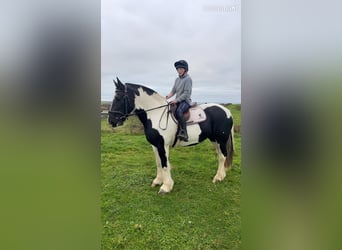 Cob, Mare, 6 years, 15,3 hh, Overo-all-colors