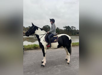 Cob, Mare, 6 years, 15,3 hh, Overo-all-colors