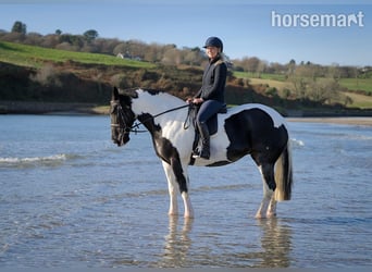 Cob, Mare, 6 years, 15,3 hh, Overo-all-colors