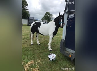 Cob, Mare, 6 years, 15,3 hh, Tobiano-all-colors