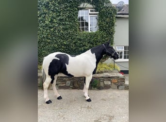 Cob, Mare, 6 years, 15,3 hh, Tobiano-all-colors
