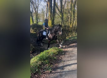Cob, Mare, 6 years, 16 hh, Bay-Dark