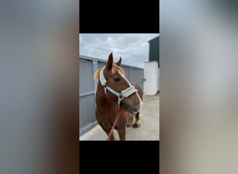 Cob, Mare, 7 years, 12,1 hh, Chestnut