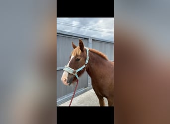 Cob, Mare, 7 years, 12,1 hh, Chestnut