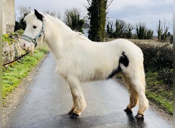 Cob, Mare, 7 years, 12.2 hh, Pinto
