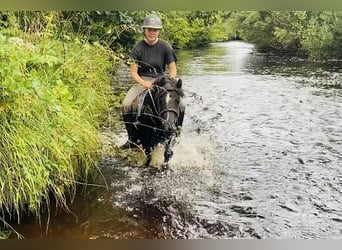 Cob, Mare, 7 years, 12 hh, Black