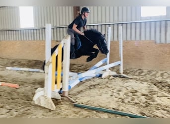 Cob, Mare, 7 years, 12 hh, Black