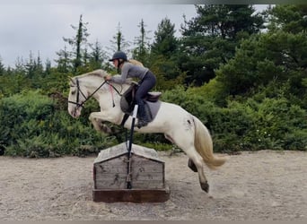 Cob, Mare, 7 years, 13.3 hh, Grey-Fleabitten