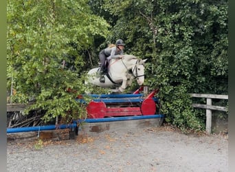 Cob, Mare, 7 years, 13.3 hh, Grey-Fleabitten