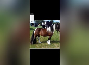Cob, Mare, 7 years, 14 hh, Chestnut-Red