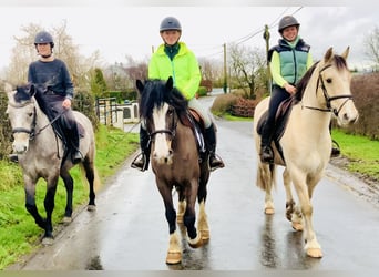 Cob, Mare, 7 years, 14,1 hh, Brown