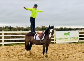 Cob, Mare, 7 years, 14,1 hh, Brown