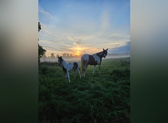 Cob, Mare, 8 years, 14,2 hh, Pinto