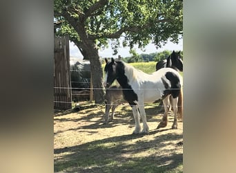 Cob, Mare, 8 years, 14.2 hh, Pinto