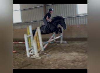 Cob, Mare, 8 years, 15.1 hh, Black