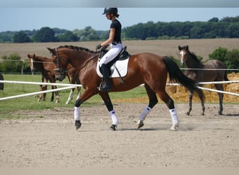 Cob, Mare, 8 years, 15.1 hh, Brown