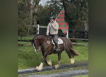 Cob, Mare, 8 years, 15.1 hh, Chestnut