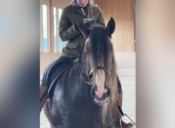 Cob, Mare, 8 years, 15.1 hh, Chestnut