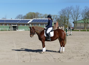 Cob, Mare, 8 years, 15.1 hh, Chestnut-Red