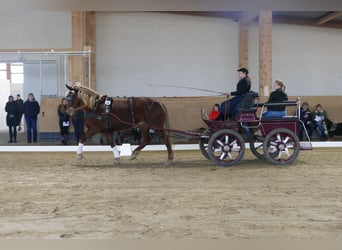 Cob, Mare, 8 years, 15.1 hh, Chestnut-Red