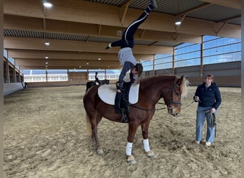 Cob, Mare, 8 years, 15.1 hh, Chestnut-Red