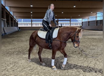 Cob, Mare, 8 years, 15.1 hh, Chestnut-Red