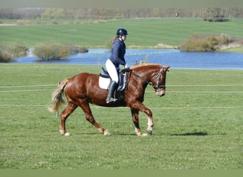 Cob, Mare, 8 years, 15.1 hh, Chestnut-Red