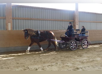 Cob, Mare, 8 years, 15.1 hh, Chestnut-Red