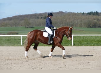 Cob, Mare, 8 years, 15.1 hh, Chestnut-Red
