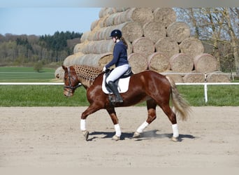 Cob, Mare, 8 years, 15.1 hh, Chestnut-Red