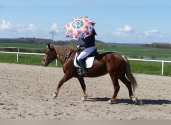 Cob, Mare, 8 years, 15.1 hh, Chestnut-Red