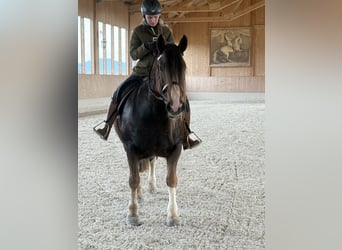 Cob, Mare, 8 years, 15,1 hh, Chestnut