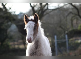 Cob, Mare, , 14,1 hh, Brown