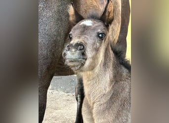 Cob, Mare, Foal (05/2024), 14.1 hh, Roan-Blue