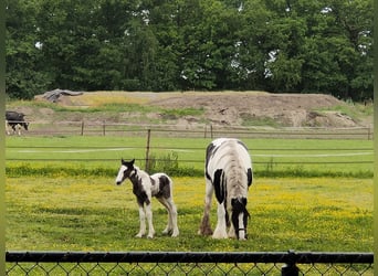 Cob, Mare, Foal (05/2025), 16,1 hh, Pinto