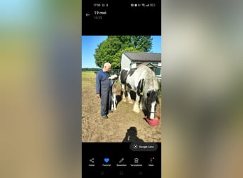 Cob, Mare, Foal (05/2025), 16,1 hh, Pinto