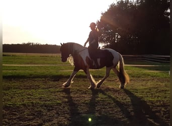Cob, Mare, Foal (05/2025), 16,1 hh, Pinto