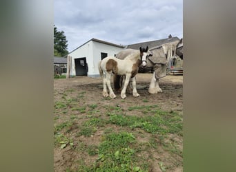 Cob, Mare, Foal (05/2025), 16,1 hh, Pinto