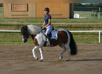 Cob, Merrie, 10 Jaar, 145 cm, Gevlekt-paard