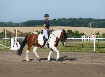 Cob, Merrie, 10 Jaar, 145 cm, Gevlekt-paard
