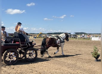 Cob, Merrie, 10 Jaar, 145 cm, Gevlekt-paard