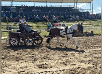 Cob, Merrie, 10 Jaar, 145 cm, Gevlekt-paard