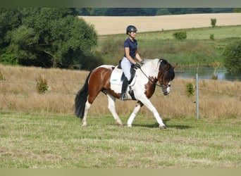 Cob, Merrie, 10 Jaar, 145 cm, Gevlekt-paard