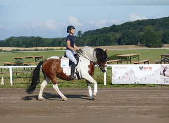 Cob, Merrie, 10 Jaar, 145 cm, Gevlekt-paard