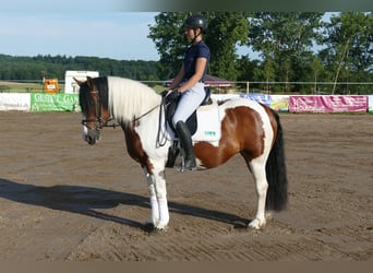 Cob, Merrie, 10 Jaar, 145 cm, Gevlekt-paard