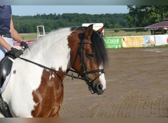 Cob, Merrie, 10 Jaar, 145 cm, Gevlekt-paard
